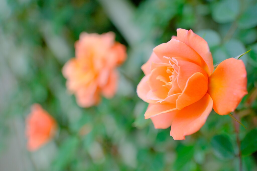 薔薇-4