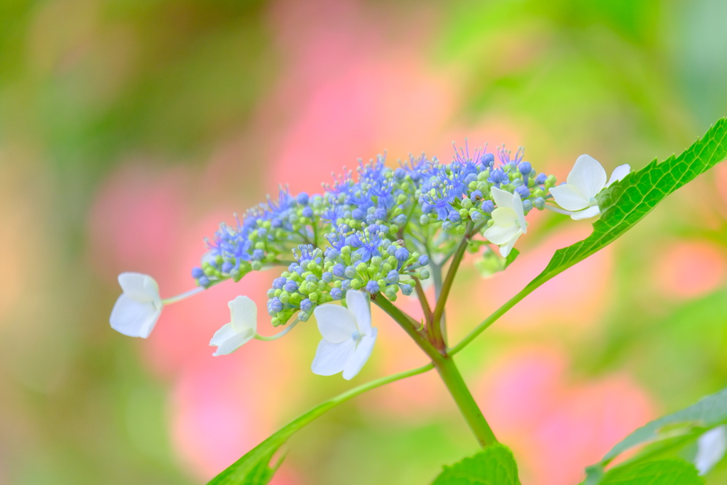 (10)散歩の途中で。1