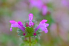 散歩の途中で。④