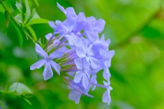 (10)散歩の途中で。10