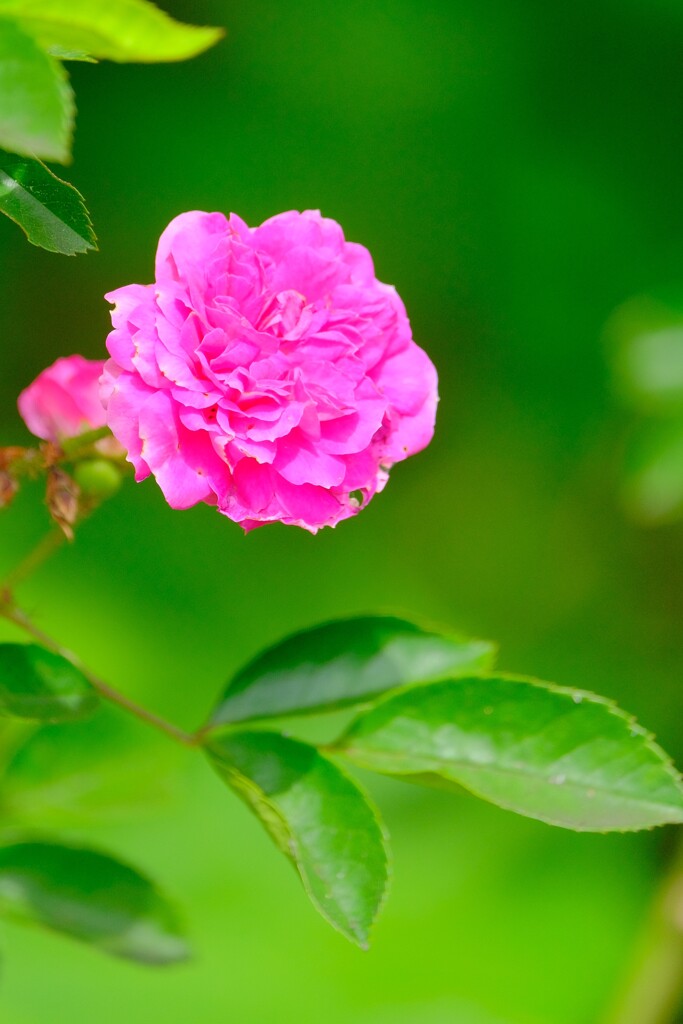 (8)散歩の途中で。4