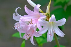 散歩の途中で。１