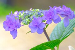 散歩の途中で。⑥