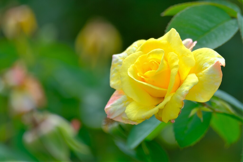 散歩の途中で。②