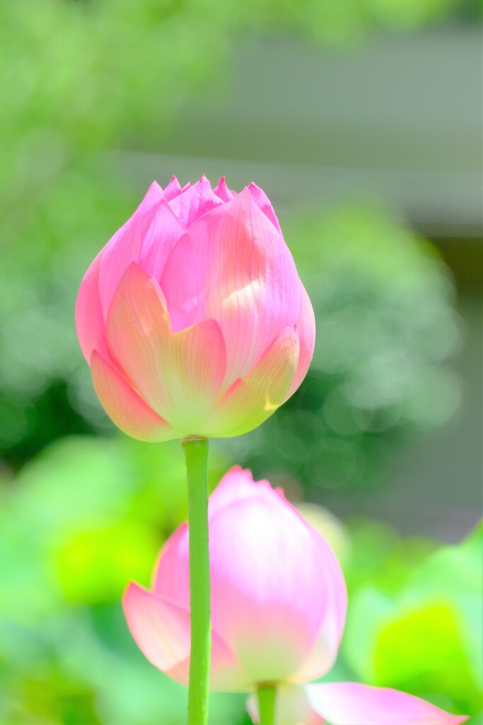 散歩の途中で。②