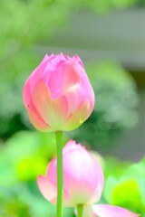 散歩の途中で。②