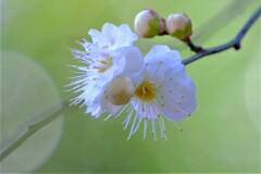 散歩の途中で。１