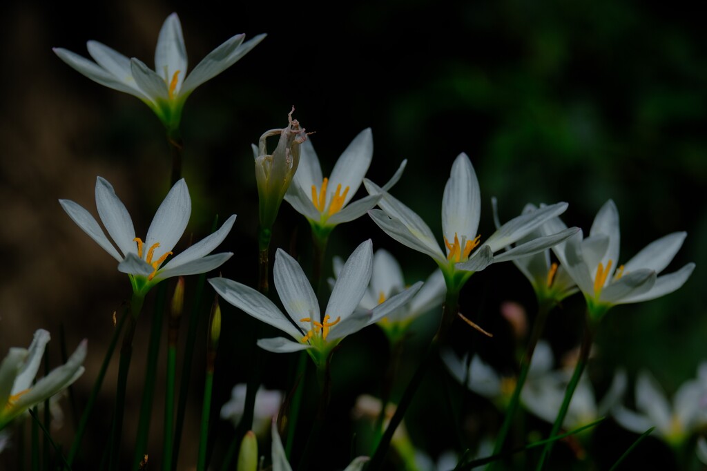 散歩の途中で。⑤