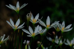 散歩の途中で。⑤