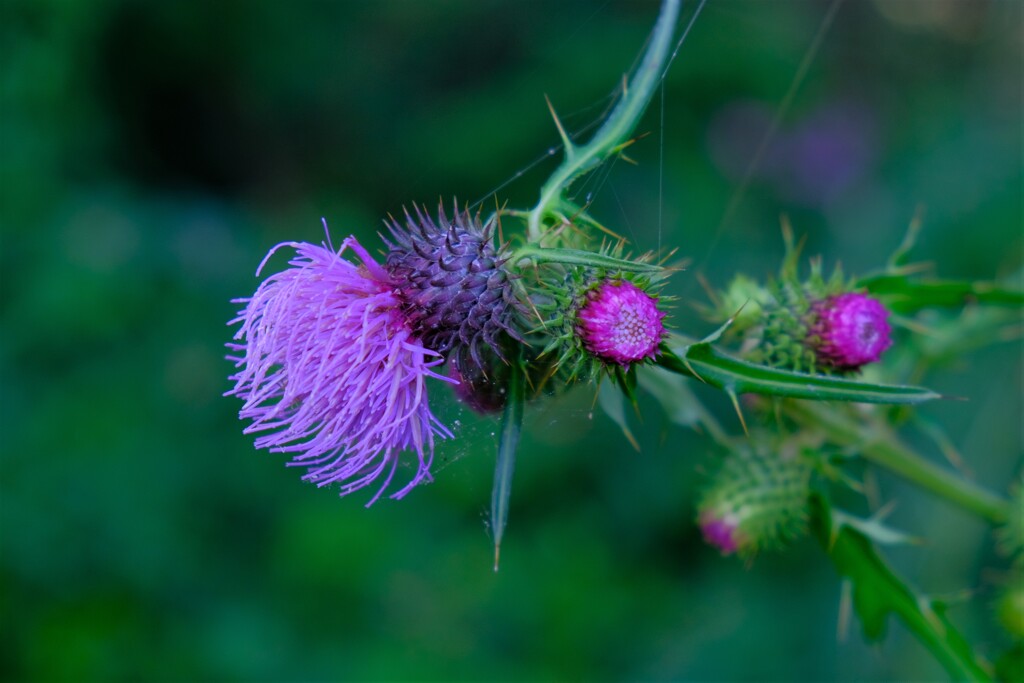 散歩の途中で。3
