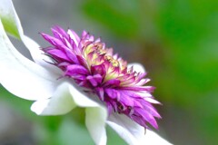 散歩の途中で。