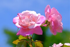 散歩の途中で。⑥