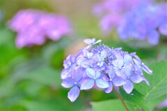 紫陽花（３）