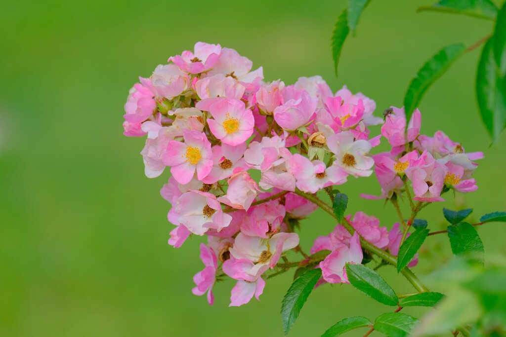 散歩の途中で。