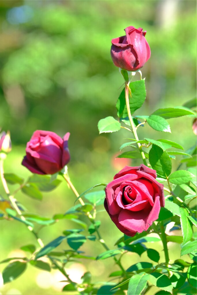 散歩の途中で。5