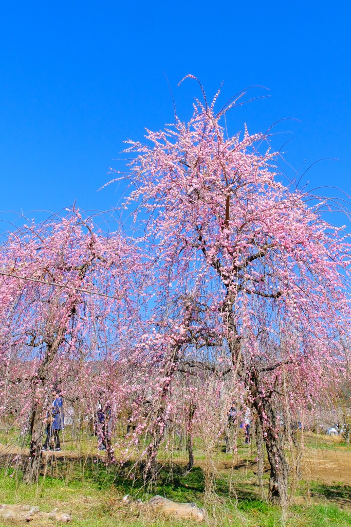 枝垂れ梅