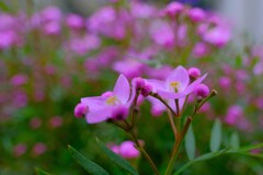 散歩の途中で。④