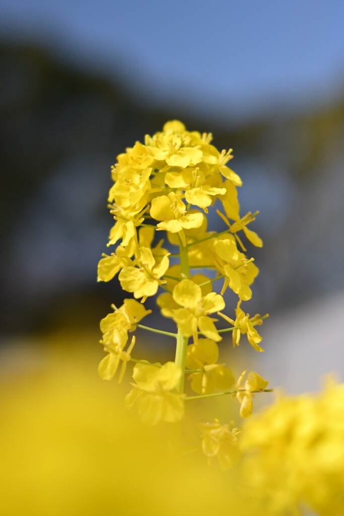 菜の花