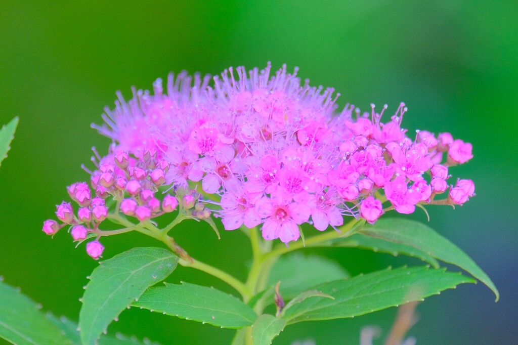 (2)散歩の途中で。-30