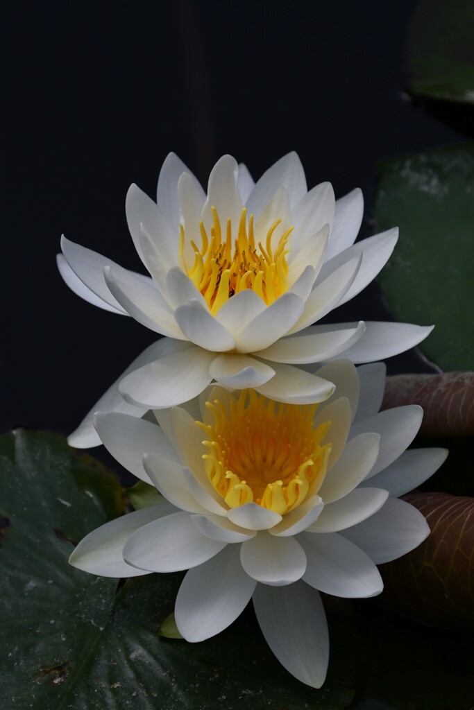 睡蓮