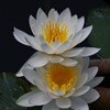 睡蓮