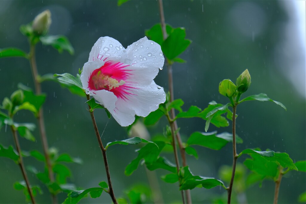 散歩の途中で。⑥