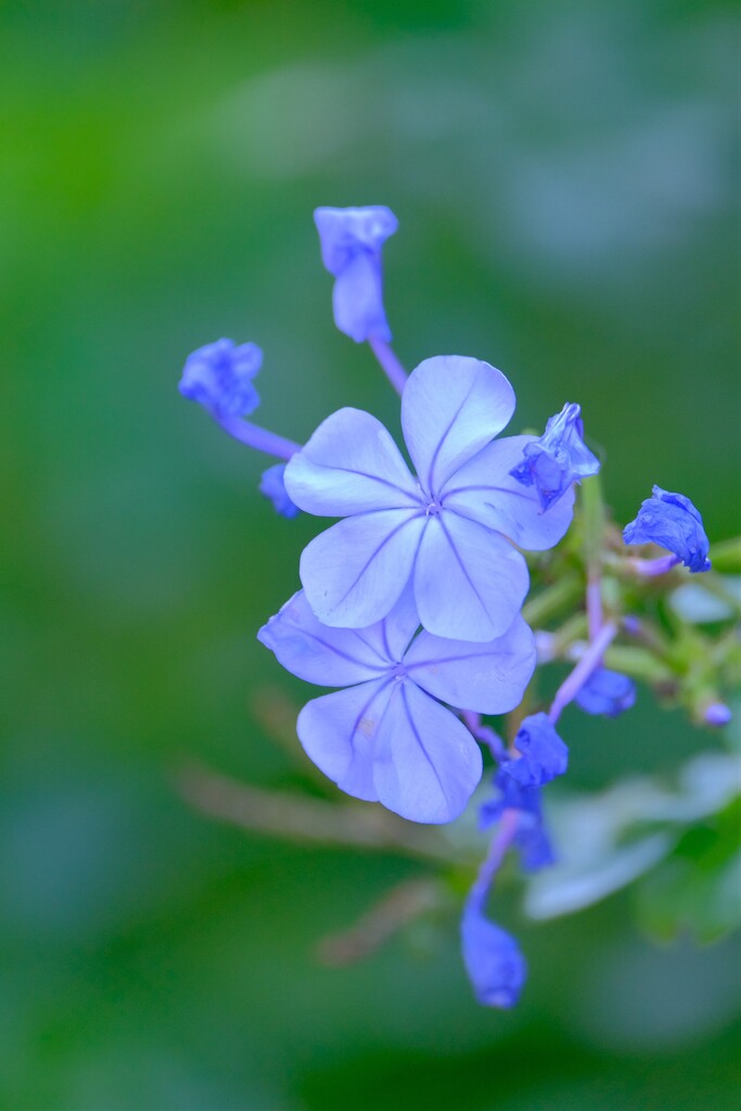 散歩の途中で、Ⅹ