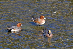 散歩の途中で。Ⅳ