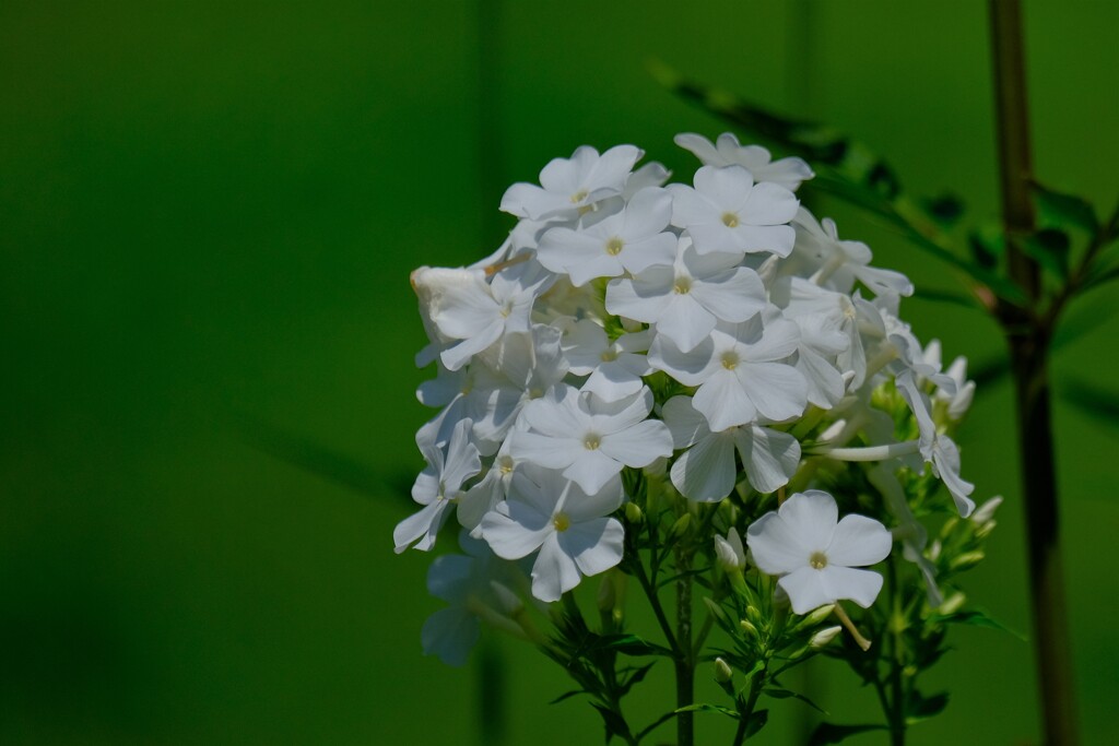 散歩の途中で。Ⅸ