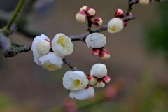 散歩の途中で。⑤