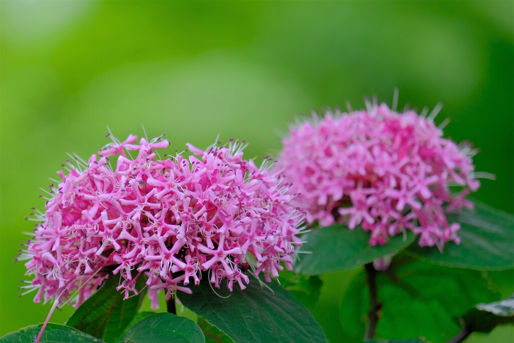 散歩の途中で。⑥