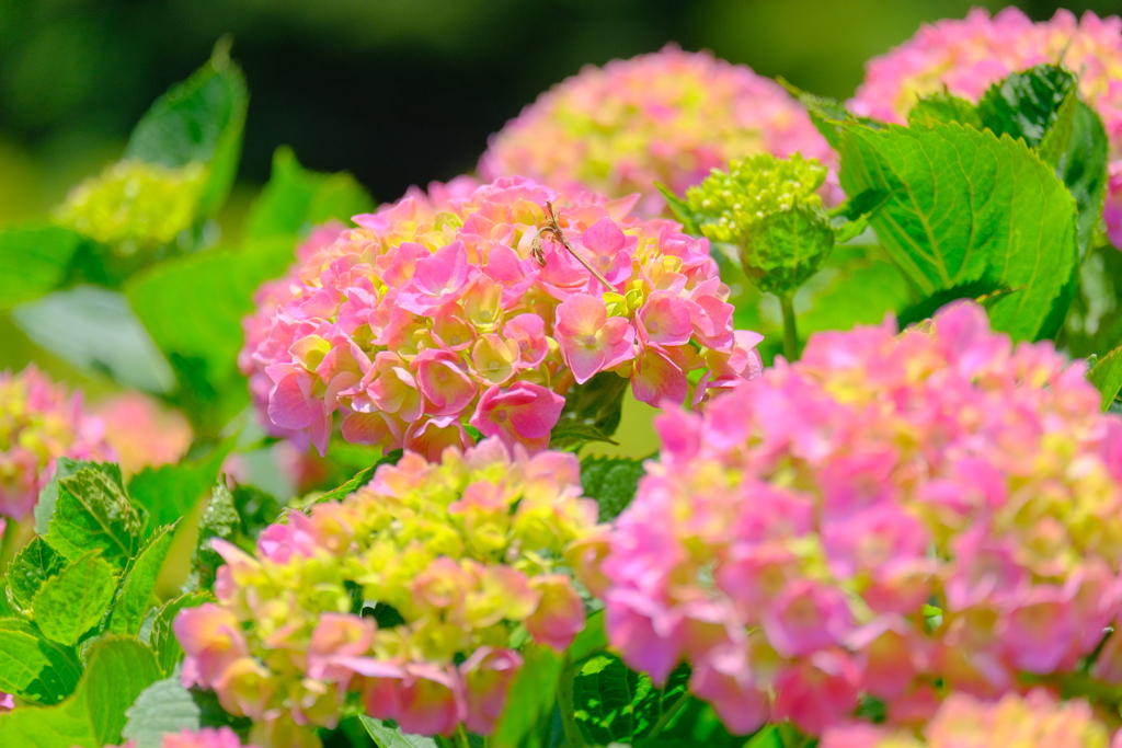 （５）散歩の途中で。3