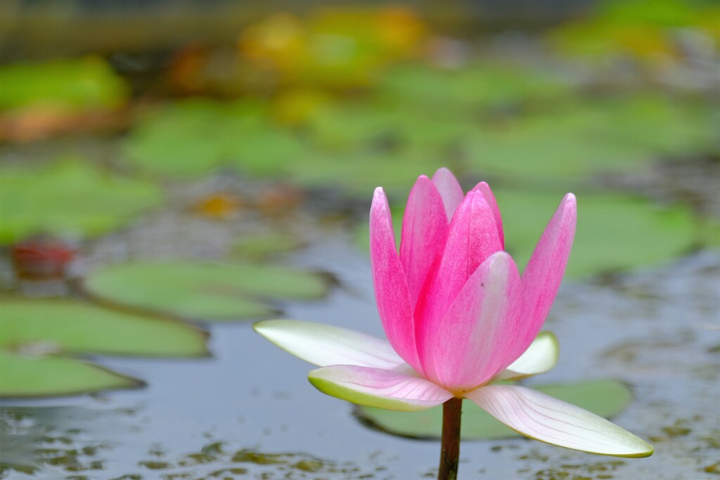 散歩の途中で。⑦