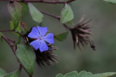 チャイニーズプルンバーゴ