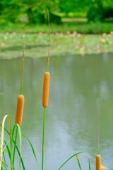 散歩の途中で。
