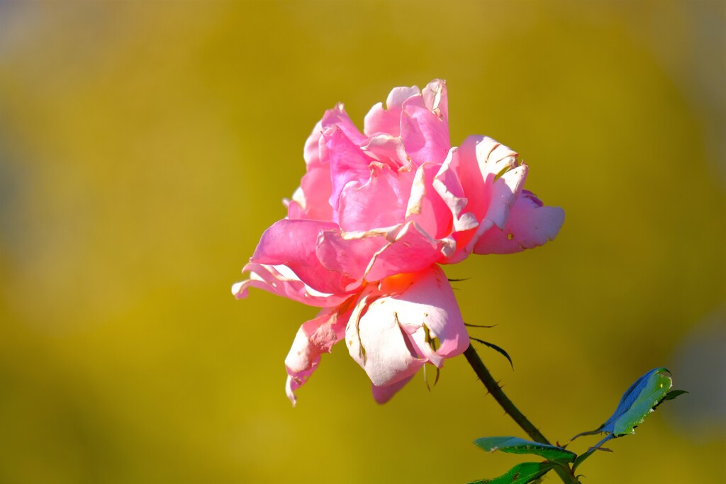 散歩の途中で。3