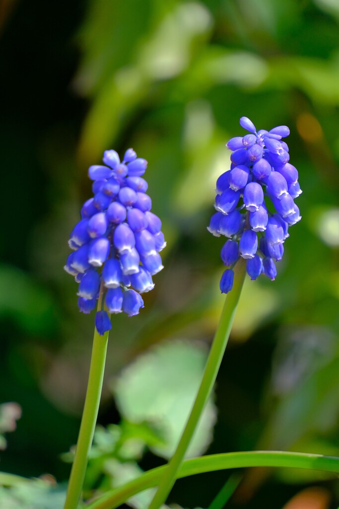 散歩の途中で。③