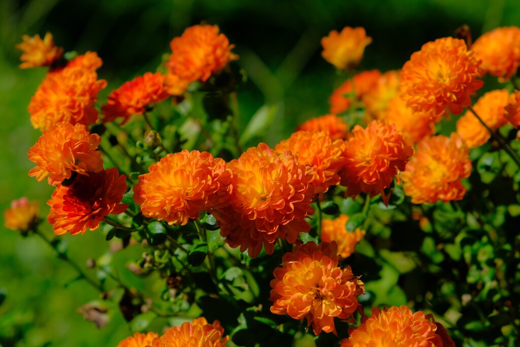 散歩の途中で。②