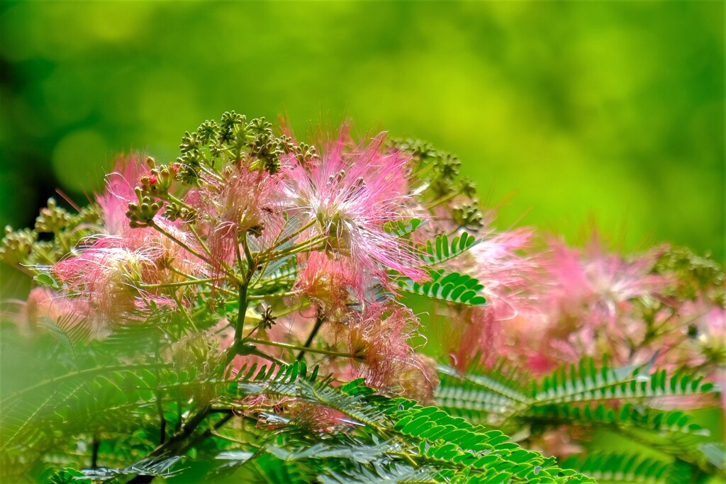 散歩の途中で。（８）