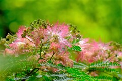 散歩の途中で。（８）