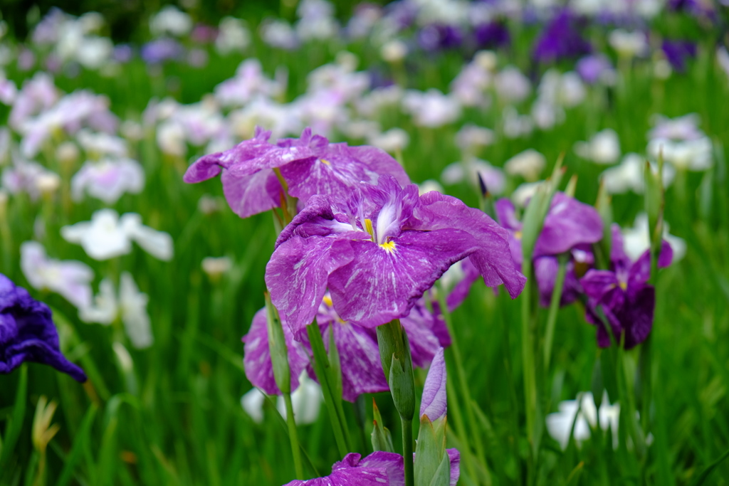 花菖蒲