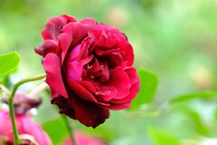 散歩の途中で。Ⅶ