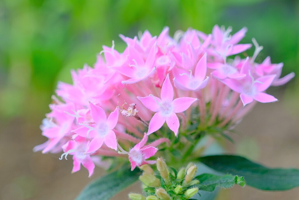 散歩の途中で。10