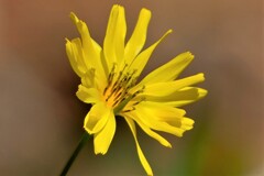 散歩の途中で。12