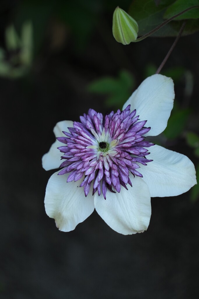 散歩の途中で。6