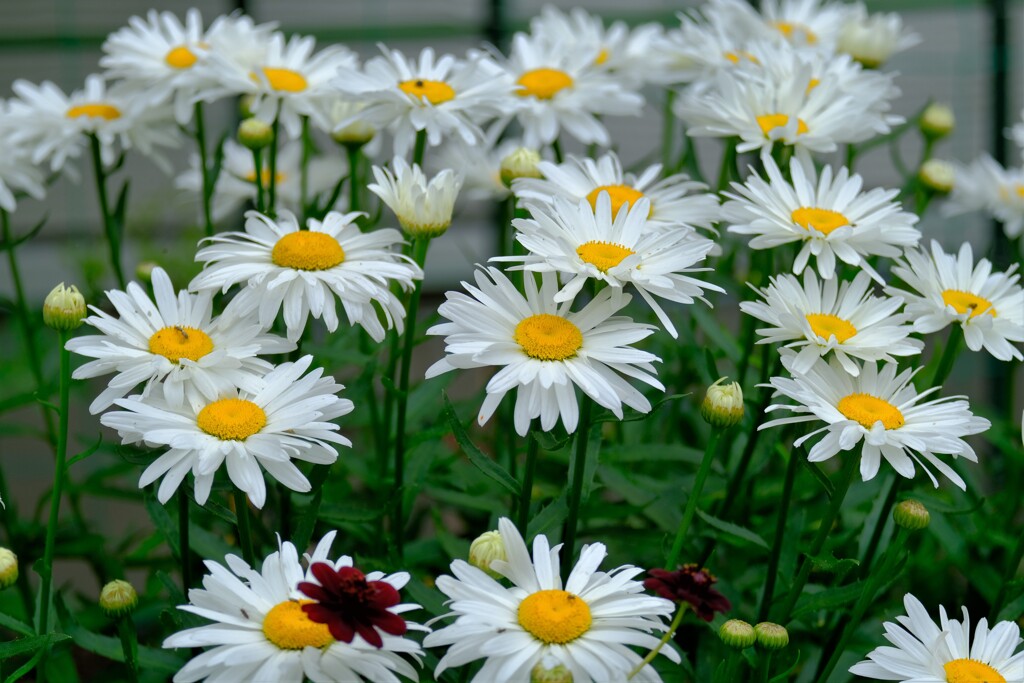 散歩の途中で。６