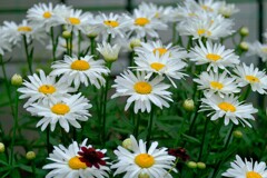 散歩の途中で。６