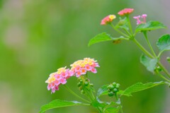 散歩の途中で。