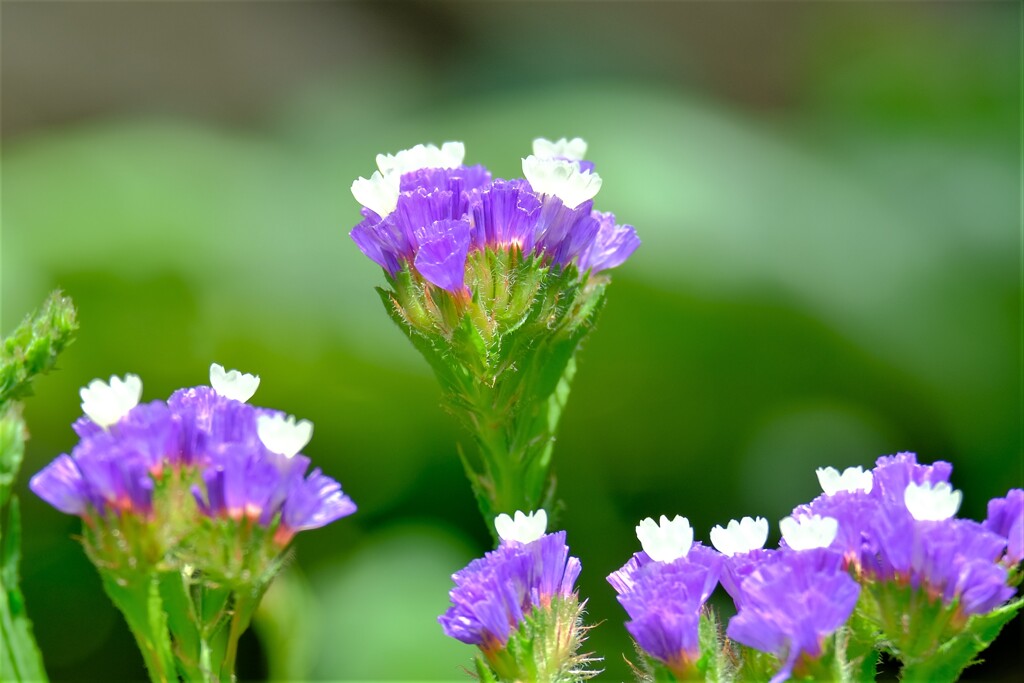 散歩の途中で。（６）