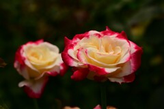 薔薇（５）
